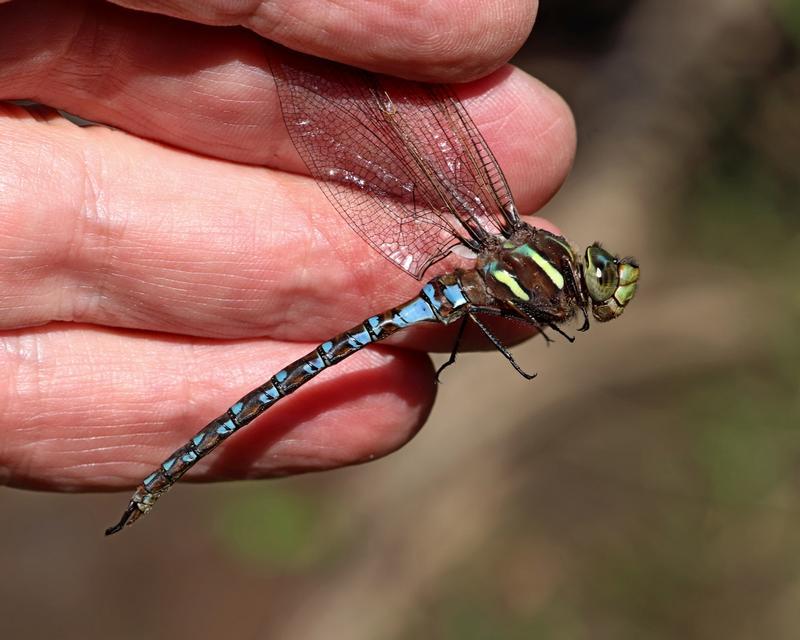 Photo of Springtime Darner
