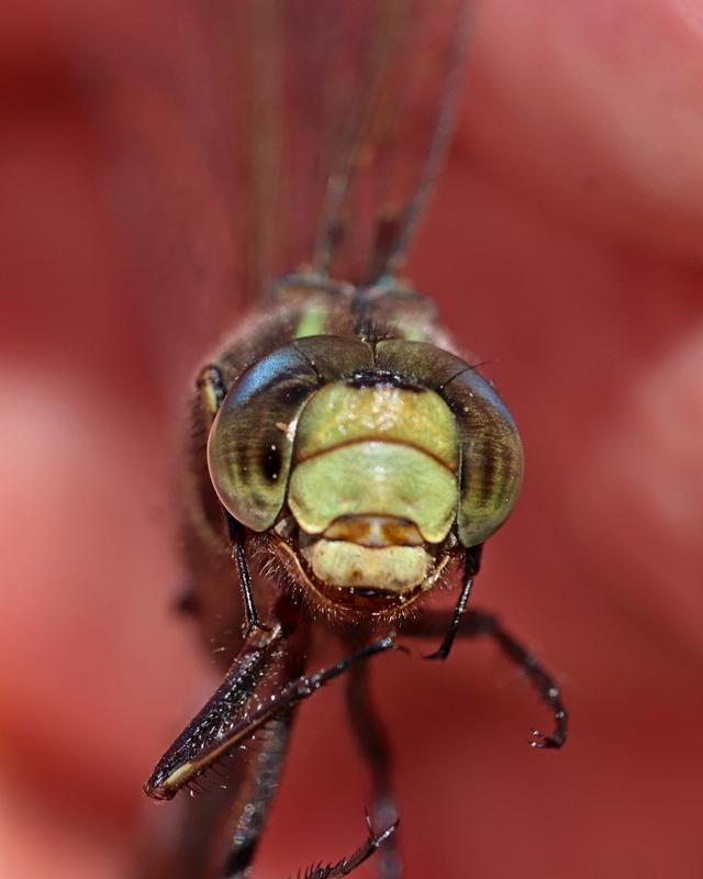 Photo of Springtime Darner