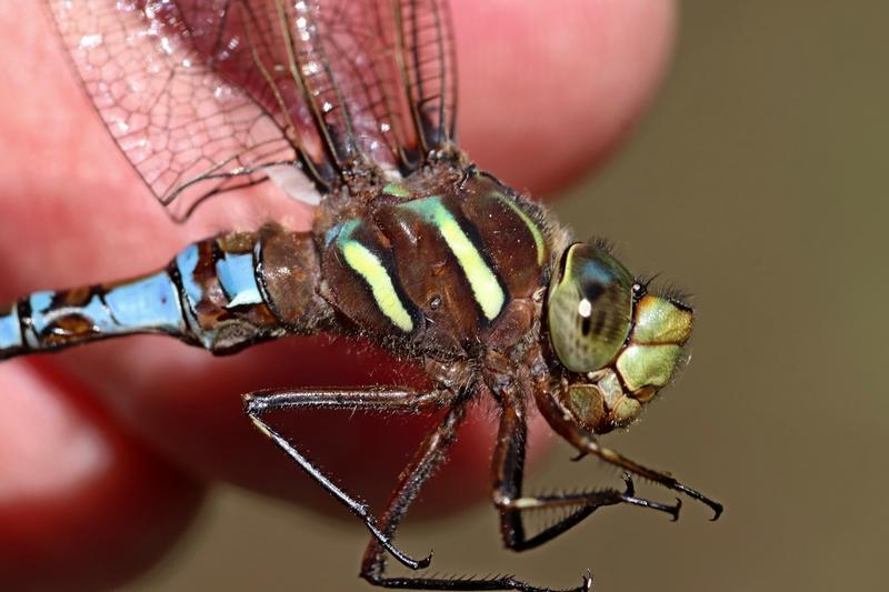 Photo of Springtime Darner
