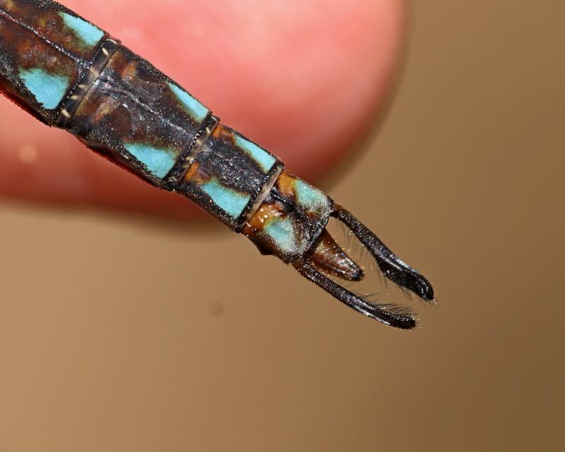Photo of Springtime Darner