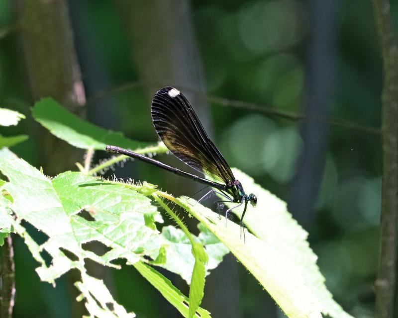 Photo of Ebony Jewelwing
