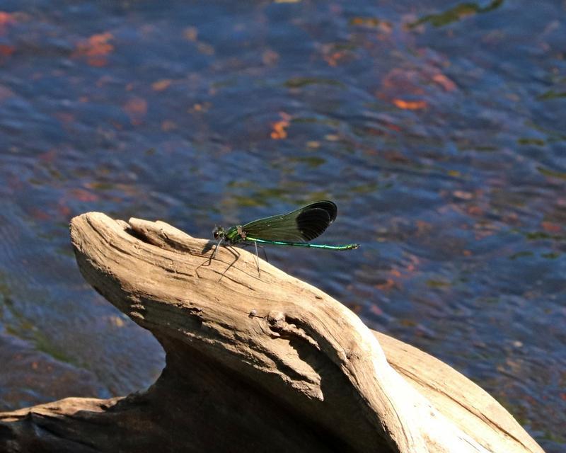 Photo of River Jewelwing