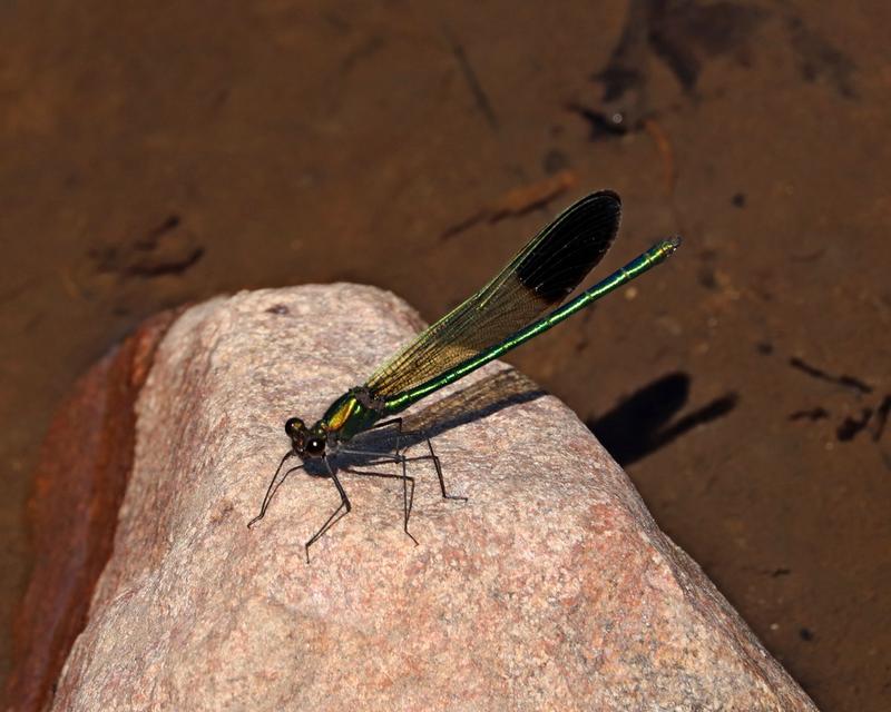 Photo of River Jewelwing