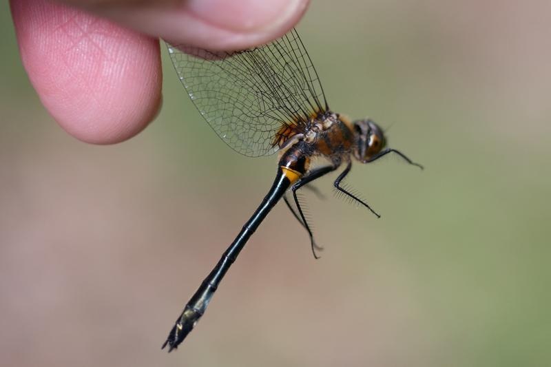 Photo of Racket-tailed Emerald