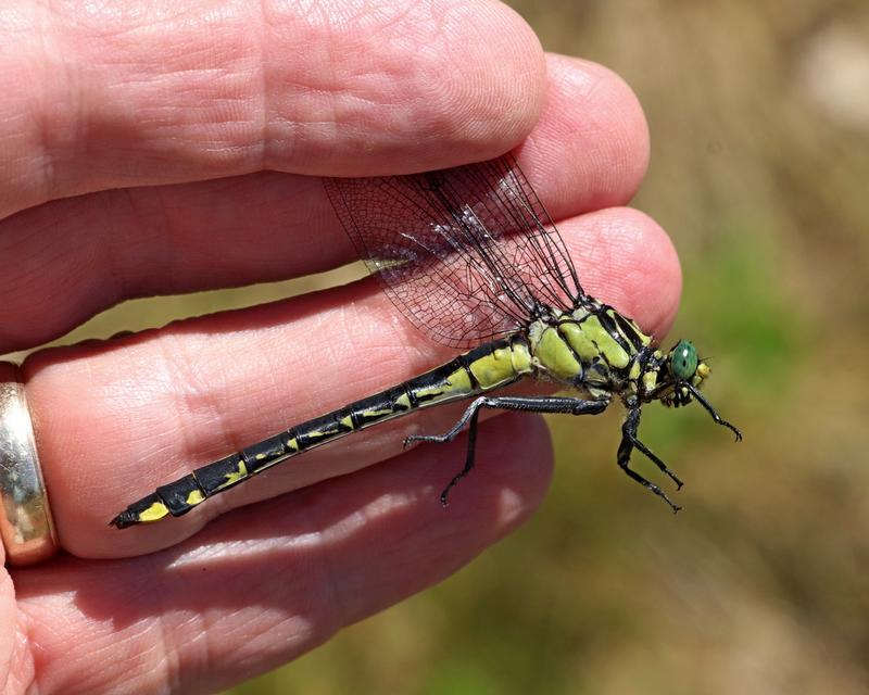 Photo of Splendid Clubtail