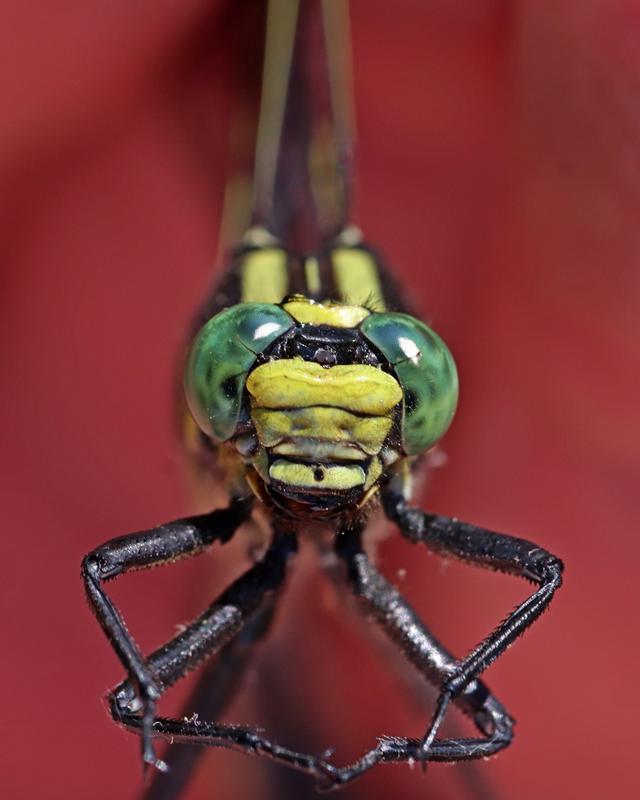 Photo of Splendid Clubtail