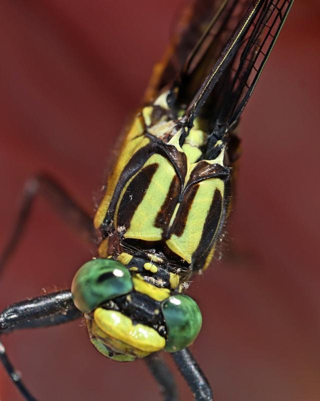 Photo of Splendid Clubtail