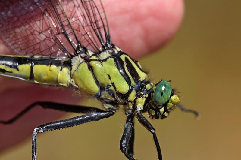 Photo of Splendid Clubtail