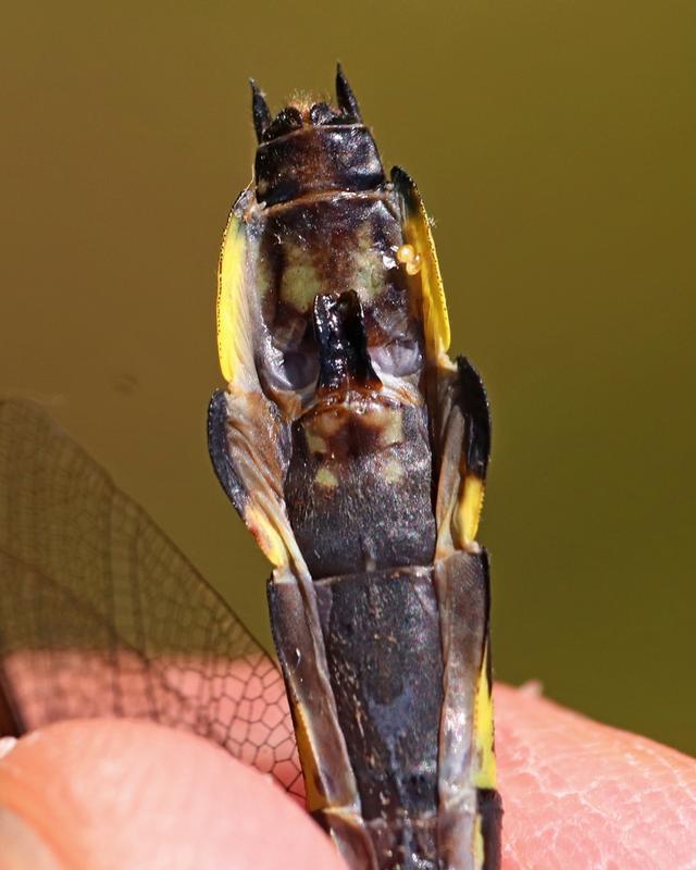 Photo of Splendid Clubtail