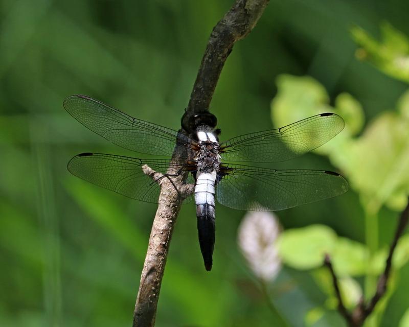 Photo of Chalk-fronted Corporal