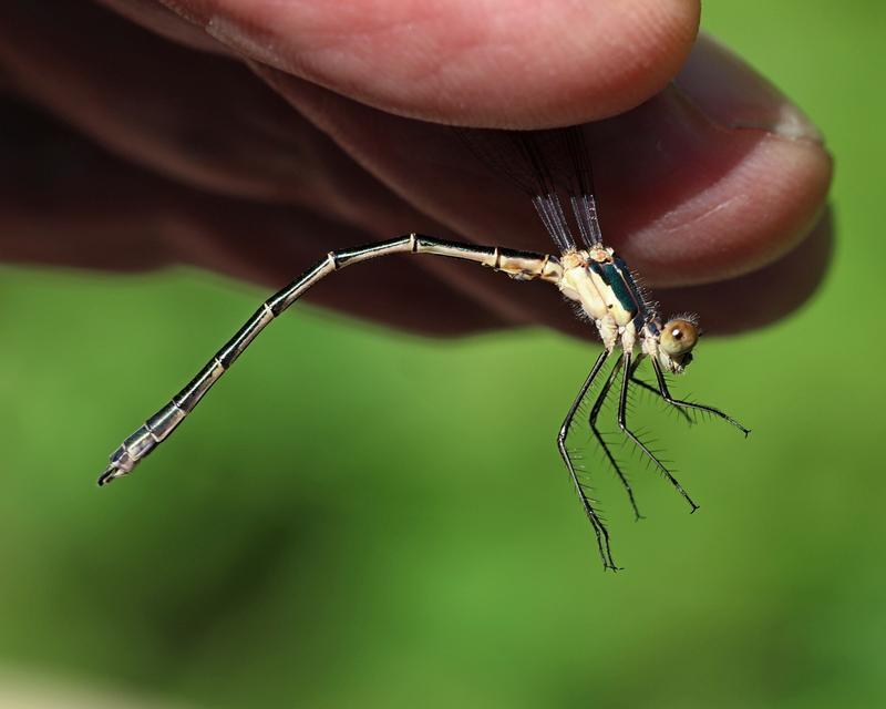 Photo of Emerald Spreadwing