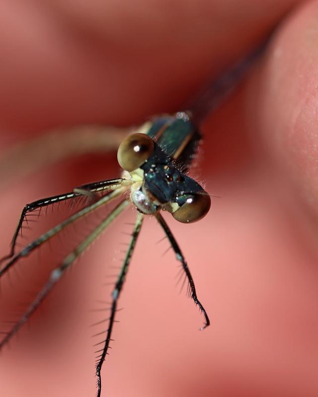 Photo of Emerald Spreadwing