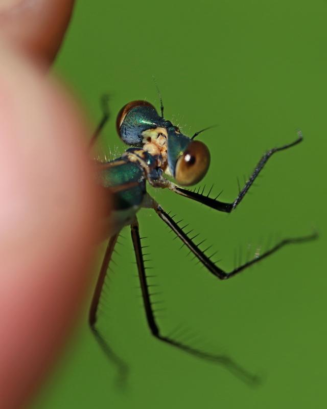 Photo of Emerald Spreadwing