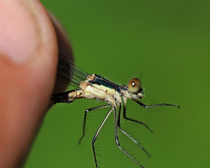 Photo of Emerald Spreadwing