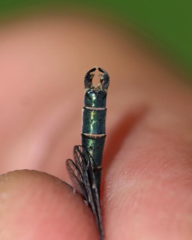Photo of Emerald Spreadwing