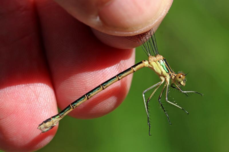 Photo of Emerald Spreadwing