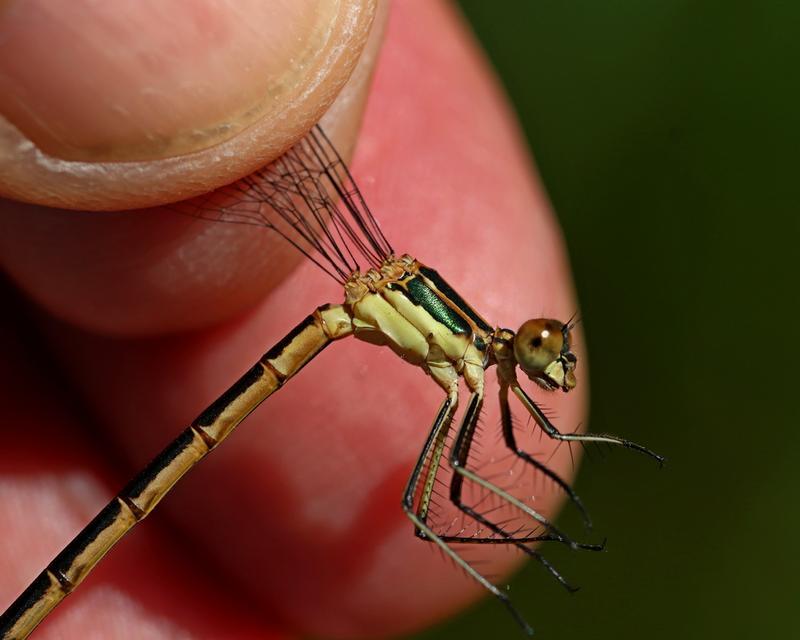 Photo of Emerald Spreadwing