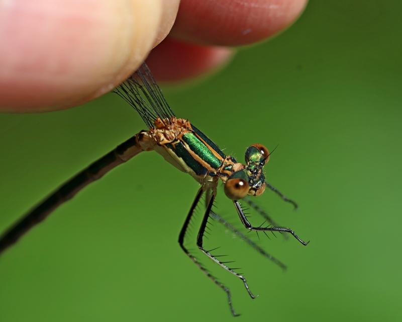 Photo of Emerald Spreadwing