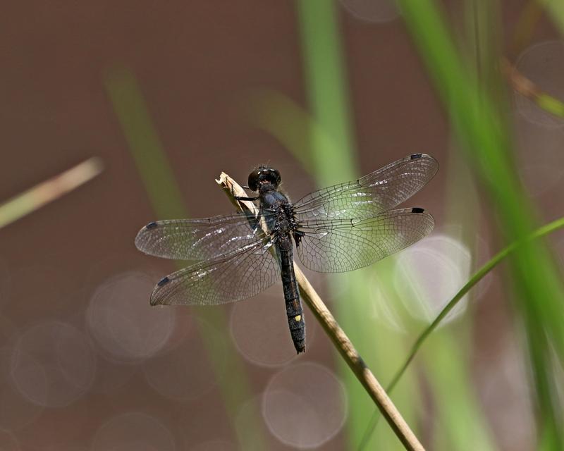 Photo of Dot-tailed Whiteface