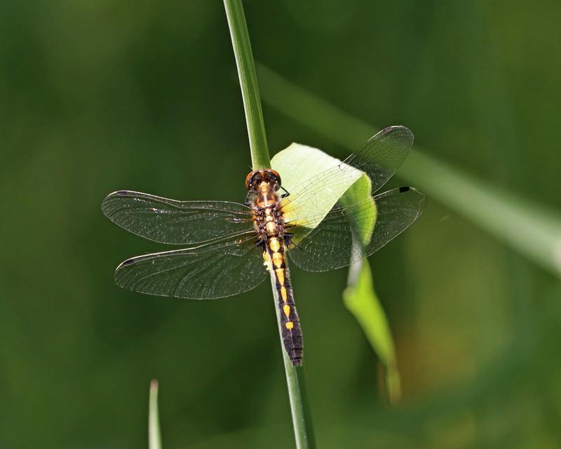 Photo of Dot-tailed Whiteface