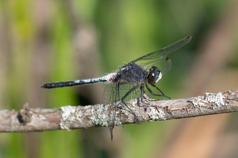 Photo of Belted Whiteface