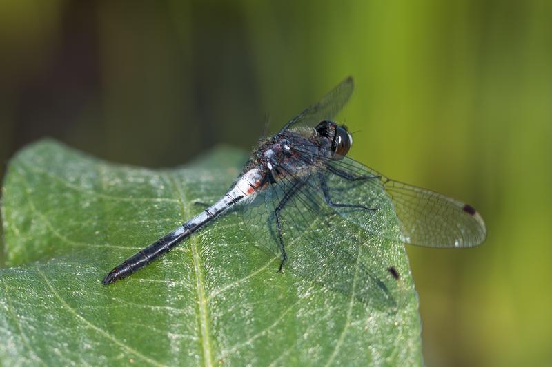 Photo of Belted Whiteface