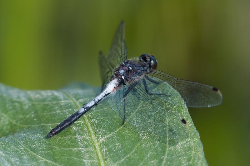 Photo of Belted Whiteface