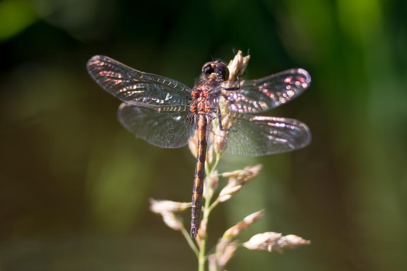 Photo of Hudsonian Whiteface