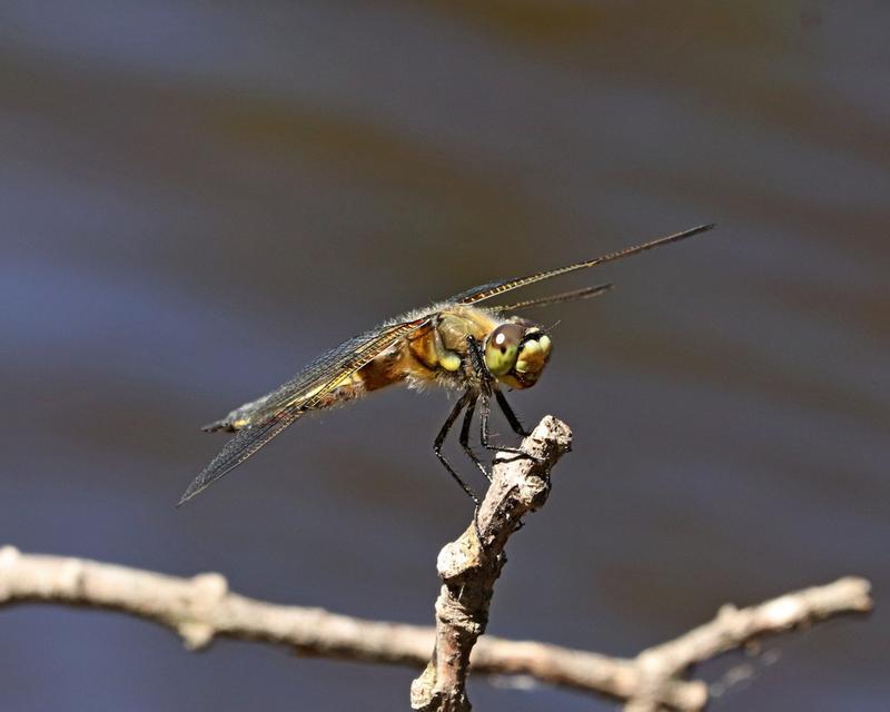 Photo of Four-spotted Skimmer