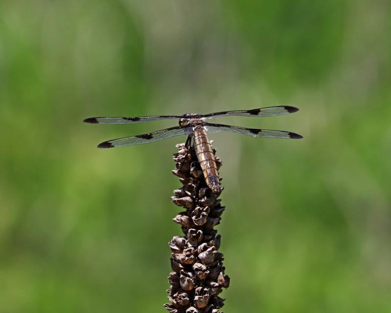 Photo of Twelve-spotted Skimmer