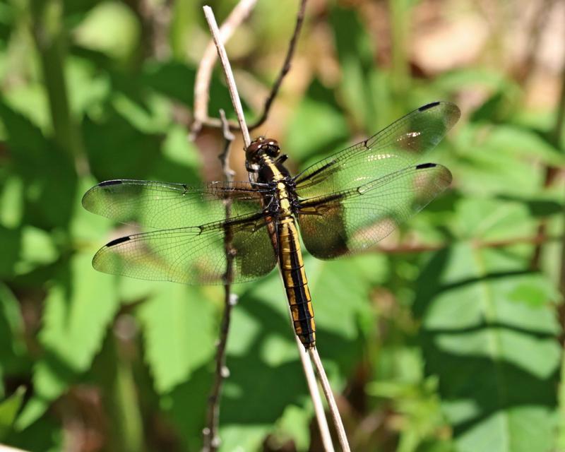 Photo of Widow Skimmer
