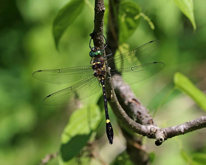 Photo of Swift River Cruiser (Illinois River Cruiser ssp.)