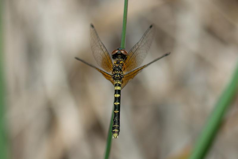 Photo of Elfin Skimmer