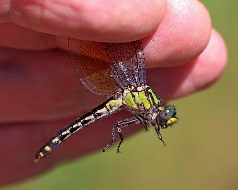 Photo of Pygmy Snaketail