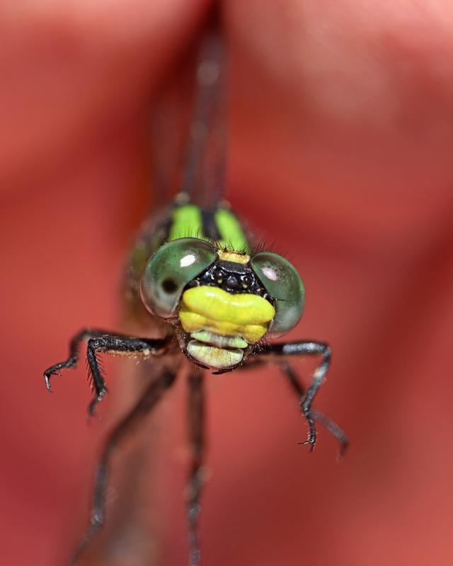 Photo of Pygmy Snaketail