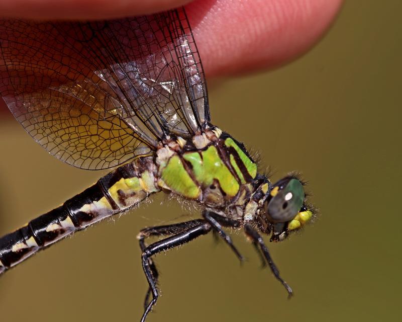 Photo of Pygmy Snaketail