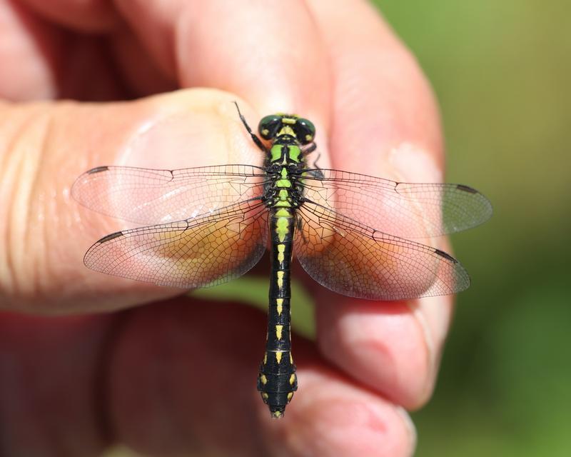 Photo of Pygmy Snaketail