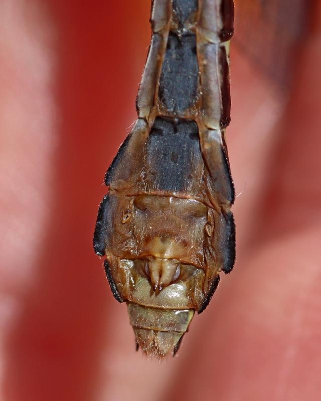 Photo of Pygmy Snaketail