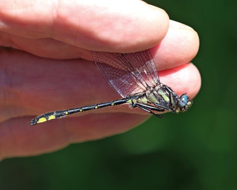 Photo of Rapids Clubtail