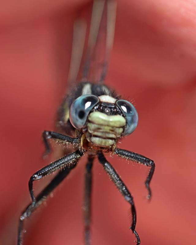 Photo of Rapids Clubtail