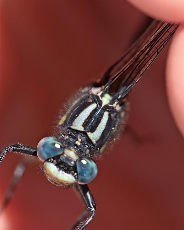 Photo of Rapids Clubtail