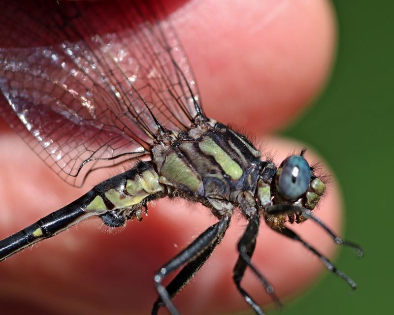 Photo of Rapids Clubtail