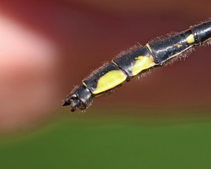 Photo of Rapids Clubtail
