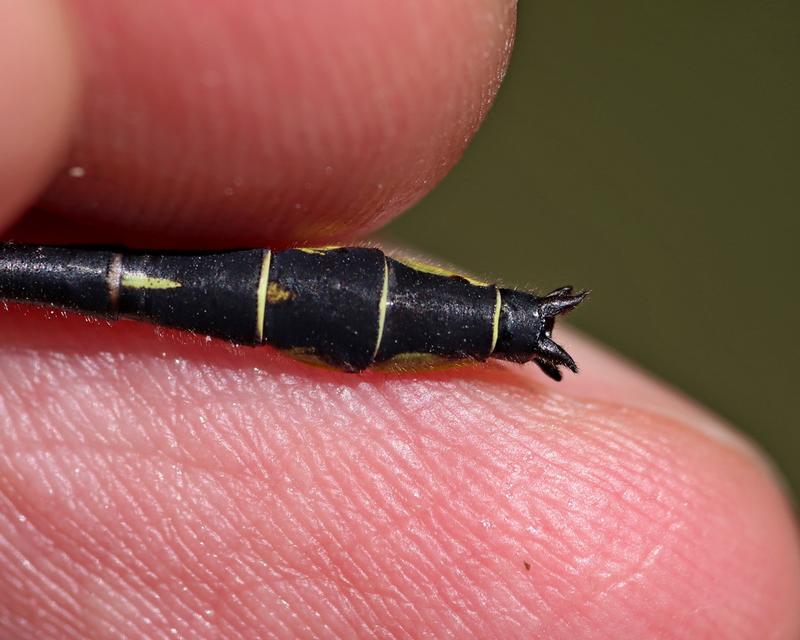 Photo of Rapids Clubtail