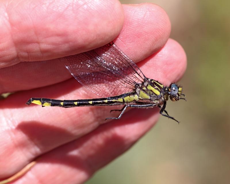 Photo of Rapids Clubtail