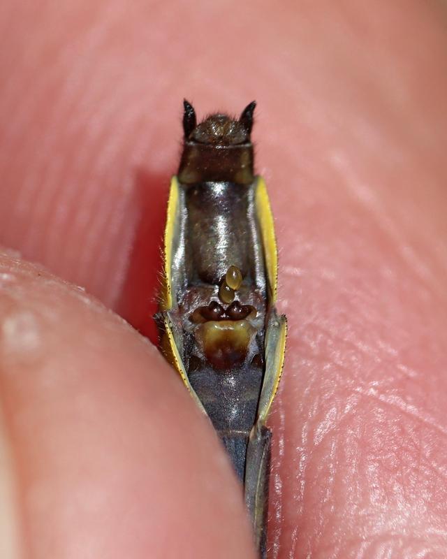 Photo of Rapids Clubtail