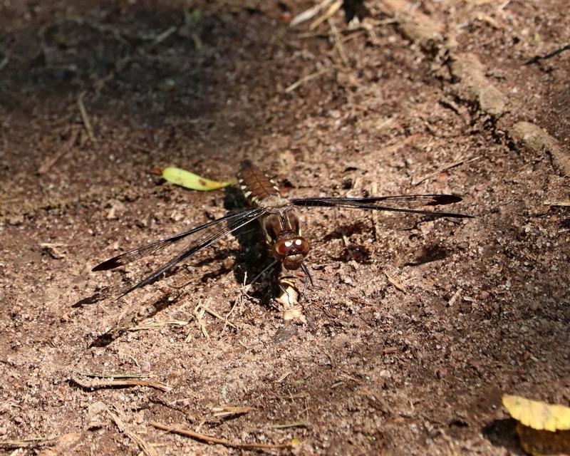 Photo of Common Whitetail