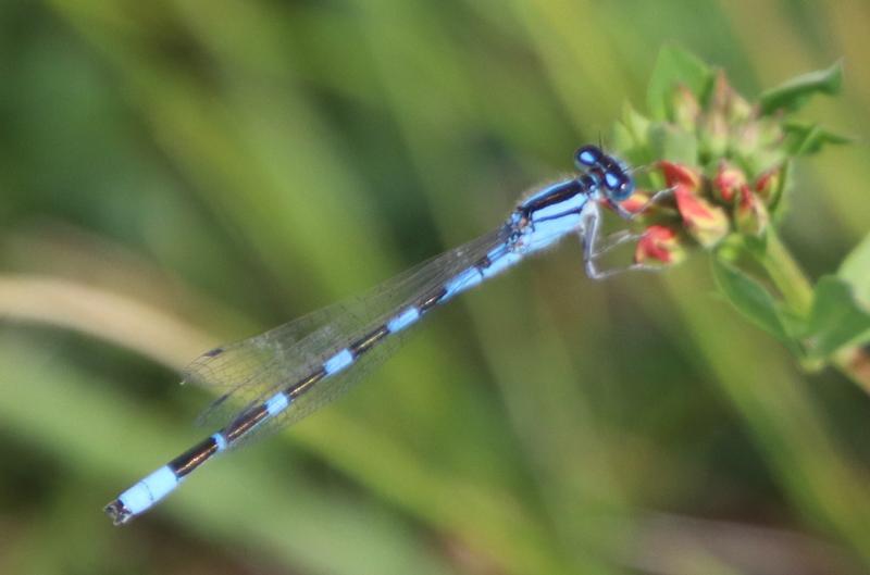Photo of Tule Bluet