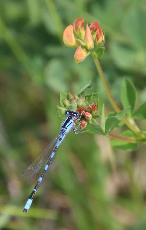 Photo of Tule Bluet