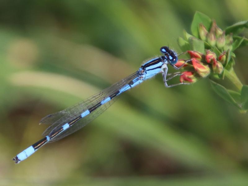 Photo of Tule Bluet